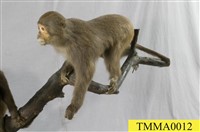 Formosan Rock-monkey Collection Image, Figure 6, Total 7 Figures